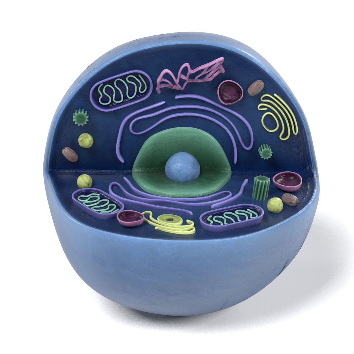 human cell 3d model