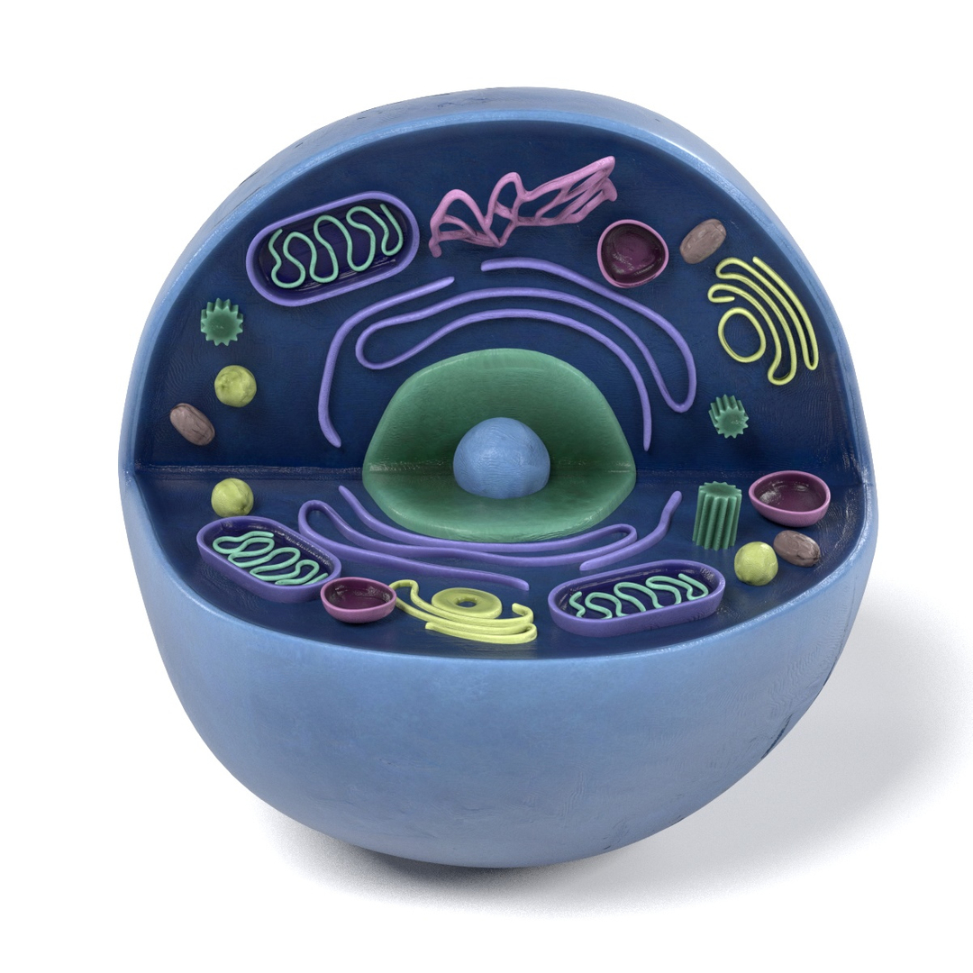 Human Cell 3d Model