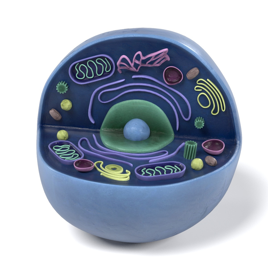 human cell 3d model