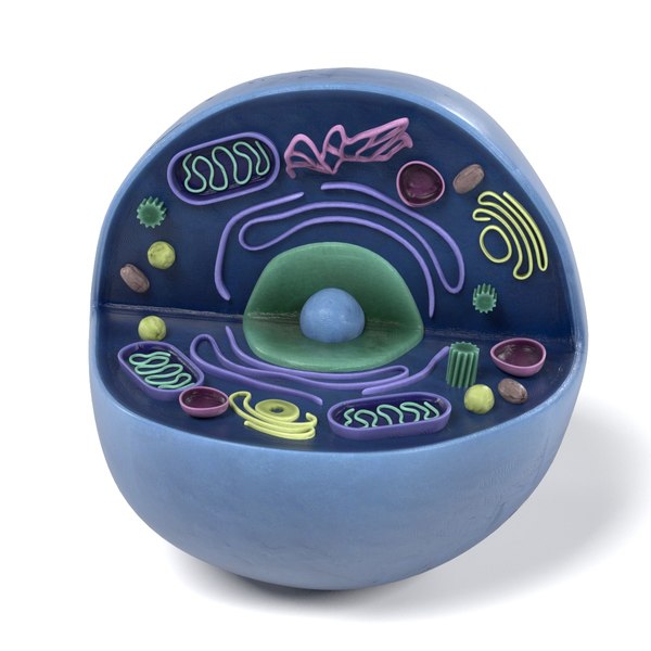 human cell 3d model