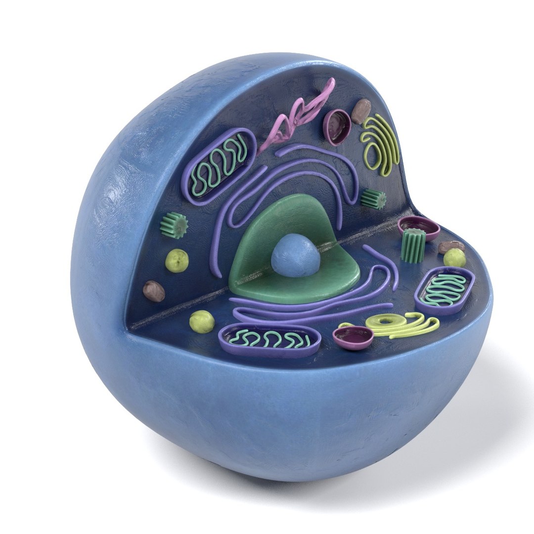 Human Cell 3d Model