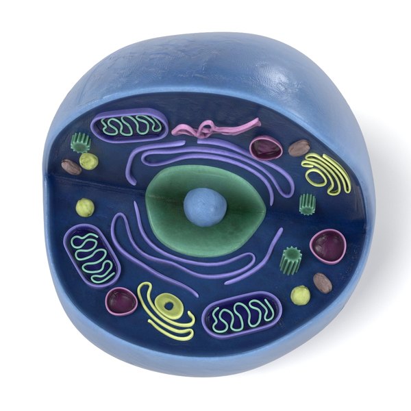 human cell 3d model