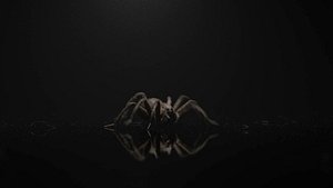 Wolf Spider