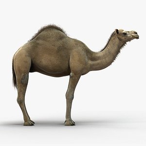 camel dromedary obj