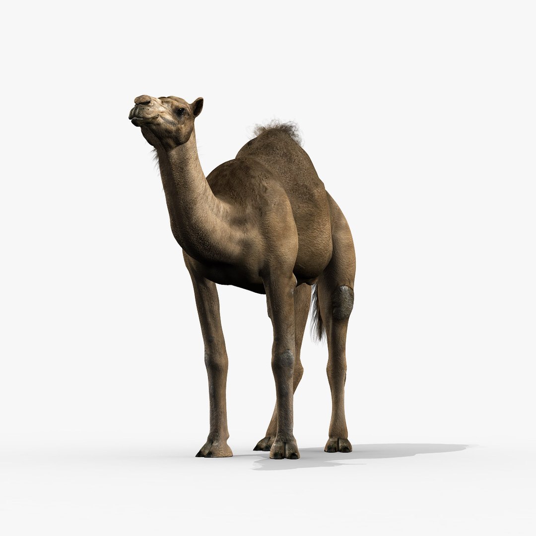 camel dromedary obj https://p.turbosquid.com/ts-thumb/MO/jdNfhX/7fiOdKk5/hd5/jpg/1302250558/1920x1080/fit_q87/9bf9f274afbdf95429f3e1ee3ad8e281ee431bf4/hd5.jpg