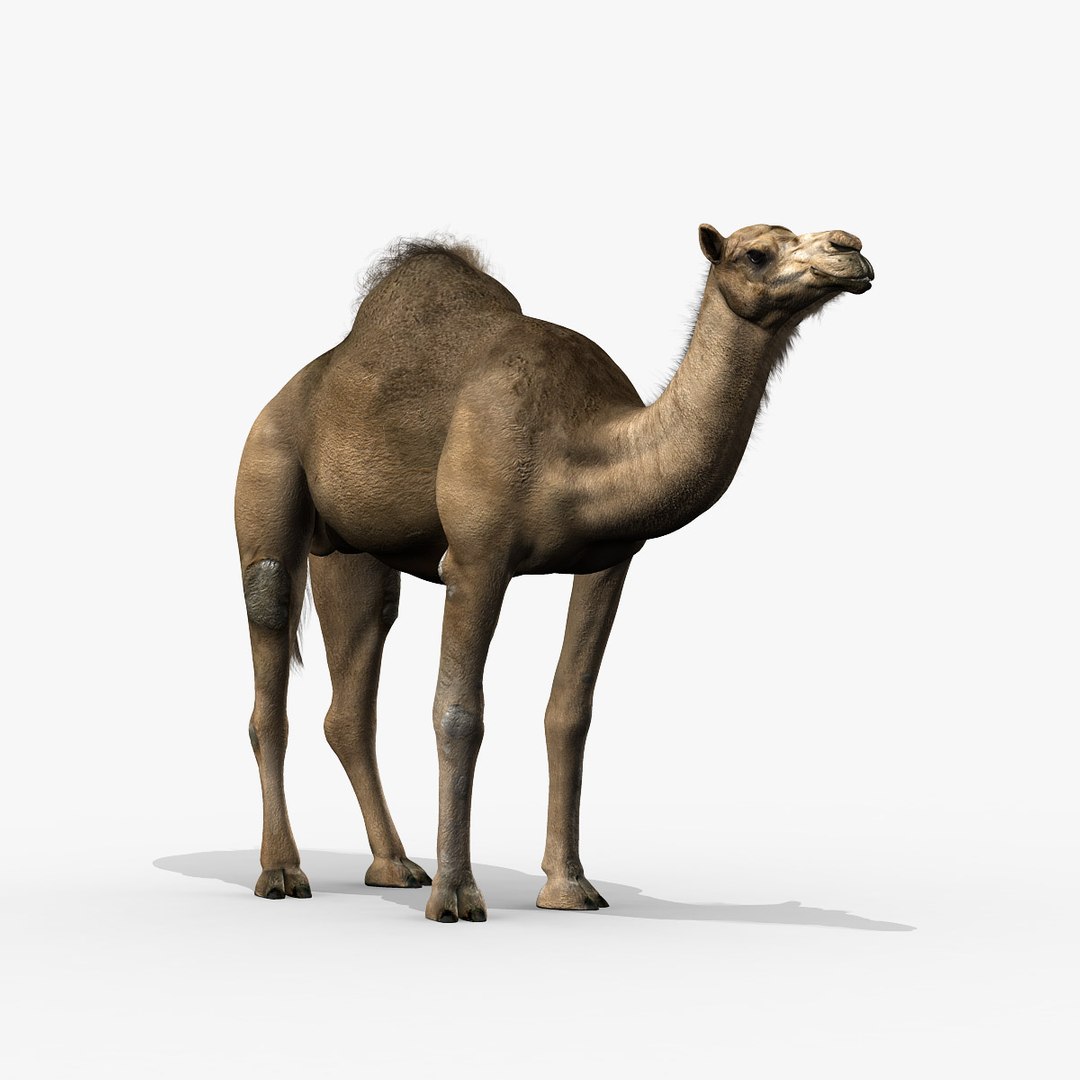 camel dromedary obj https://p.turbosquid.com/ts-thumb/MO/jdNfhX/I8Ut0Q47/hd2/jpg/1302250558/1920x1080/fit_q87/563dd263b98a9d2e1fd39841971faf147c7f1f08/hd2.jpg