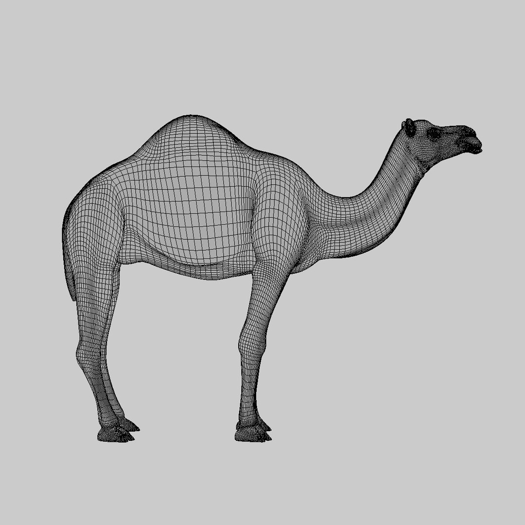 camel dromedary obj https://p.turbosquid.com/ts-thumb/MO/jdNfhX/PAiCySCB/hd10/jpg/1302251129/1920x1080/fit_q87/b5234679b095467fd0e061e03611cf49b4ae7522/hd10.jpg