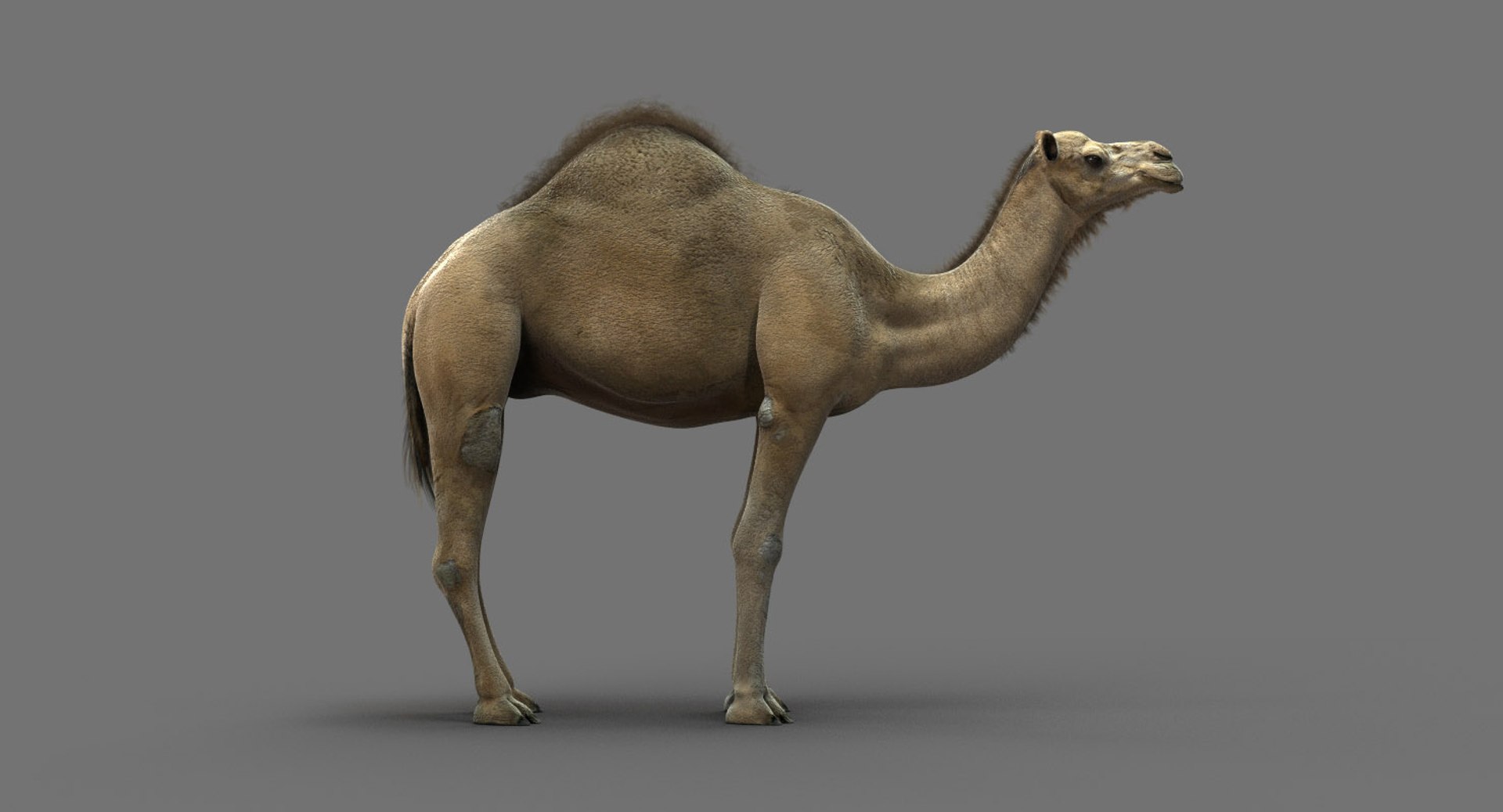 camel dromedary obj https://p.turbosquid.com/ts-thumb/MO/jdNfhX/ZdwVAVkn/00/jpg/1542276097/1920x1080/fit_q87/669077881341addbae31e75c05ce0b06c7b2912c/00.jpg