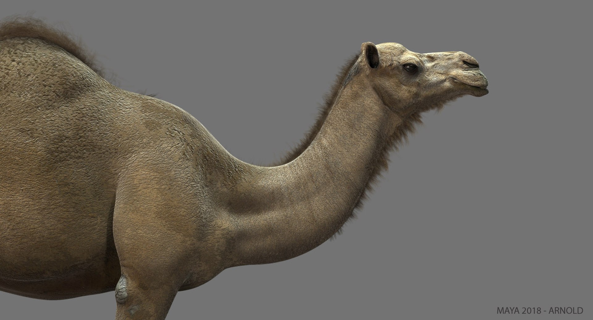 camel dromedary obj https://p.turbosquid.com/ts-thumb/MO/jdNfhX/bxvTqgyI/02/jpg/1542275616/1920x1080/fit_q87/42bf21f30eabcf5e614982fb48154db7e1dbc586/02.jpg