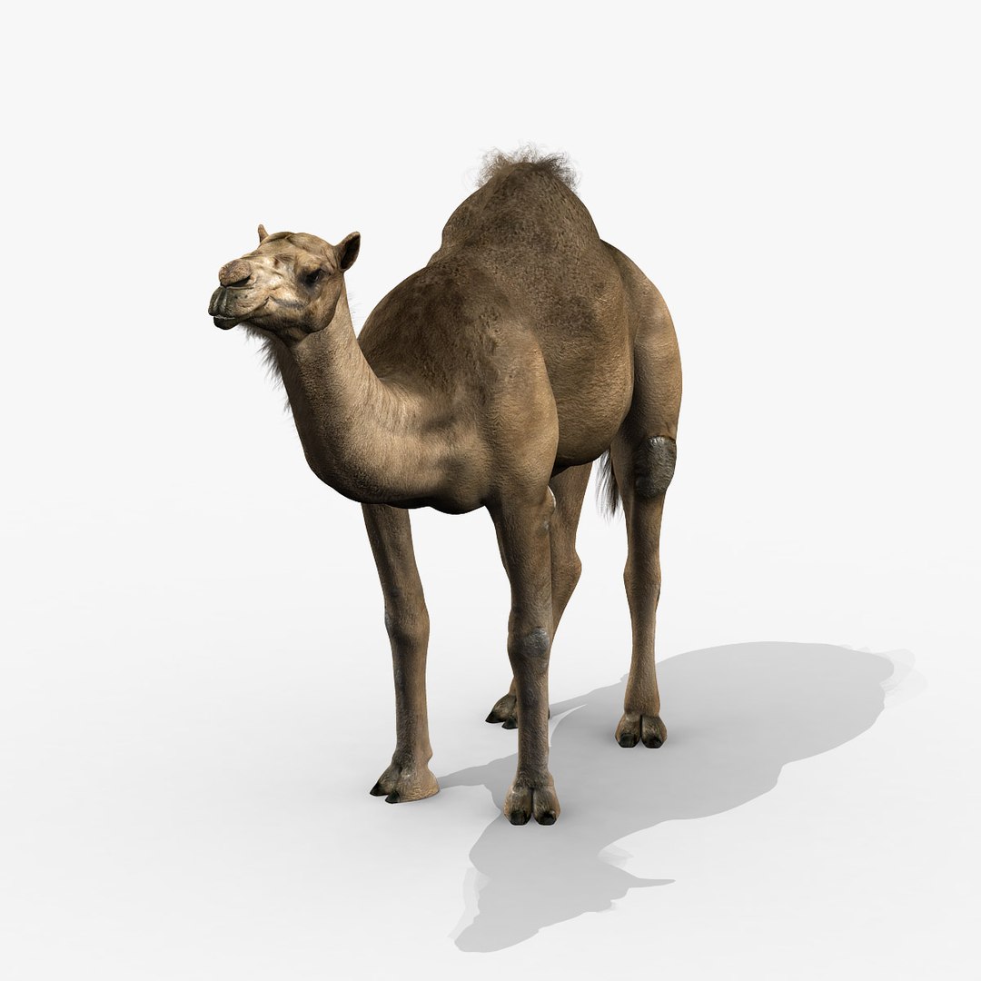 camel dromedary obj https://p.turbosquid.com/ts-thumb/MO/jdNfhX/fcByk0ZH/hd3/jpg/1302250558/1920x1080/fit_q87/d32cb86bdf4645bae5ed0beace2b64f7b5c694c6/hd3.jpg