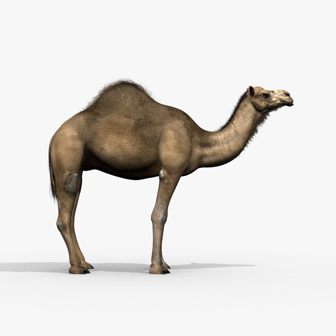 camel dromedary obj https://p.turbosquid.com/ts-thumb/MO/jdNfhX/jrxtdMi6/hd1/jpg/1302250558/1920x1080/fit_q87/2efe9abf5984dbd015481eddd898cee23c661b75/hd1.jpg