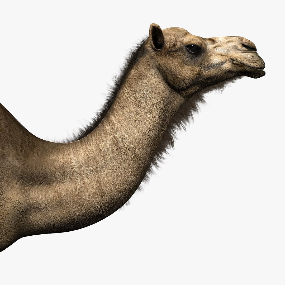 camel dromedary obj https://p.turbosquid.com/ts-thumb/MO/jdNfhX/ljgfQXzJ/hd6/jpg/1302250720/1920x1080/fit_q87/b59948413821057687d9513940945c4c2433df9d/hd6.jpg