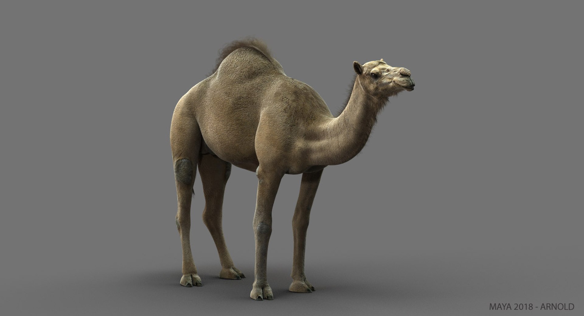 camel dromedary obj https://p.turbosquid.com/ts-thumb/MO/jdNfhX/mVrWjP1y/03/jpg/1542275871/1920x1080/fit_q87/90337d612ac99f97273df4759b725d45abbdc501/03.jpg