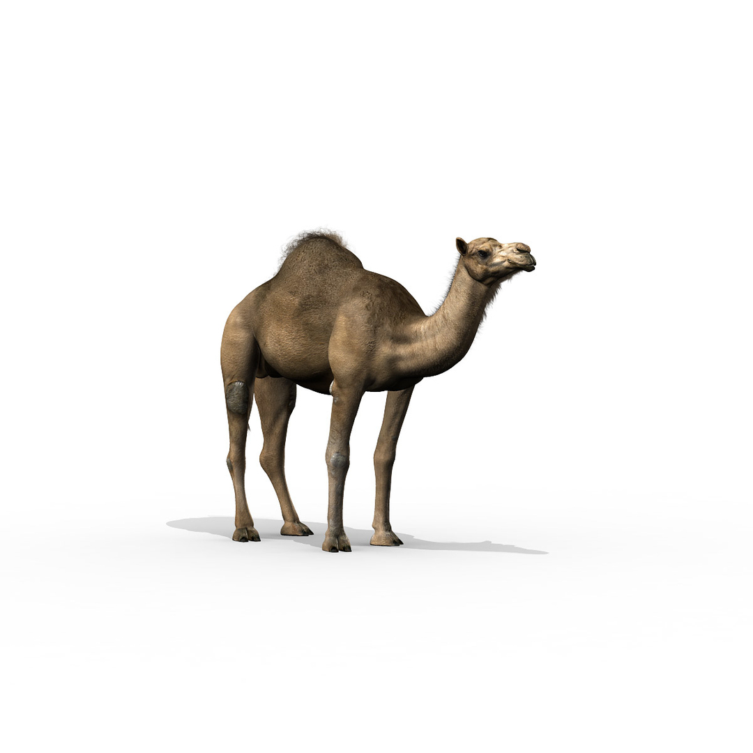 camel dromedary obj https://p.turbosquid.com/ts-thumb/MO/jdNfhX/stDKxUXN/turn1.jpg63f16dc652df4815a3ee33fe5e50f503zoom/jpg/1302265271/1920x1080/turn_fit_q99/236bdd5da1112e9cc77e1086b45753537504c563/turn1.jpg63f16dc652df4815a3ee33fe5e50f503zoom-1.jpg