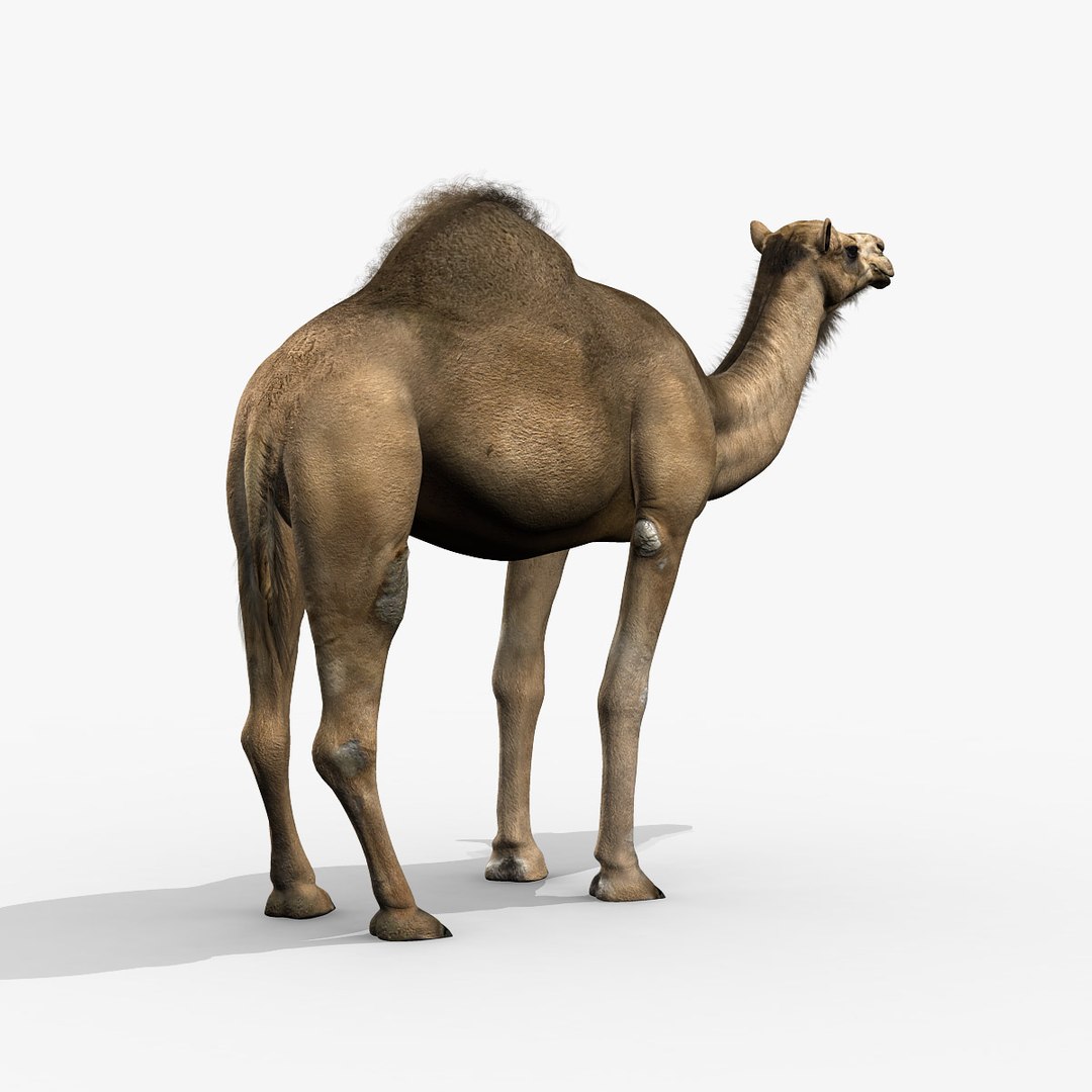 camel dromedary obj https://p.turbosquid.com/ts-thumb/MO/jdNfhX/xOSgTL0E/hd4/jpg/1302250558/1920x1080/fit_q87/61c3aba125324f0b0c41a03ebf47e78829e4ba7d/hd4.jpg