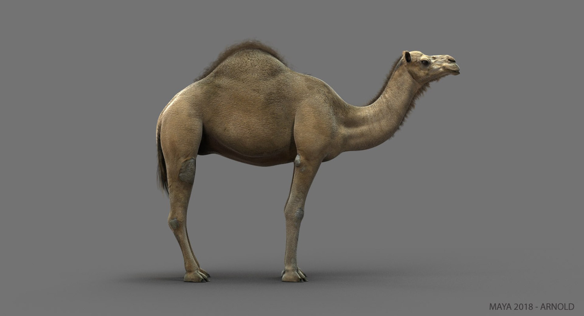 camel dromedary obj https://p.turbosquid.com/ts-thumb/MO/jdNfhX/z2kwUUQI/01/jpg/1542275522/1920x1080/fit_q87/954abb982289d7315a79bdc59148bc70a45fed12/01.jpg