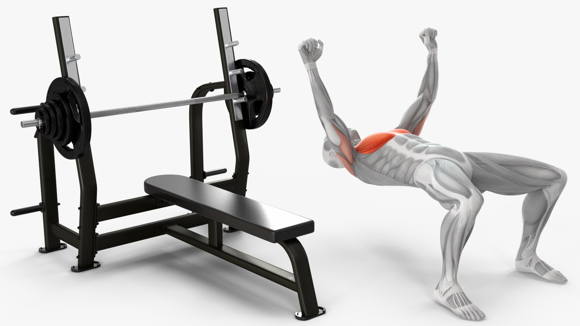 Male Muscular System Bench Press Animated Rigged For Cinema 4D 3D Model ...