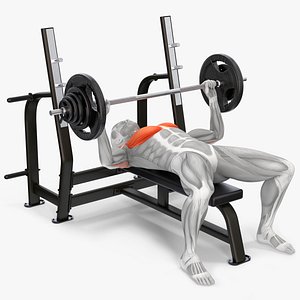 Male Muscular System Bench Press Animated Rigged for Cinema 4D