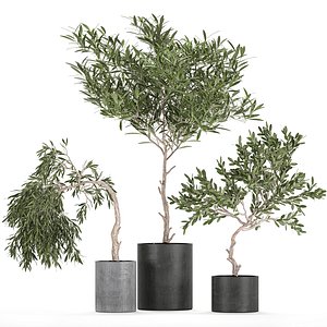 3D decorative olive tree black model