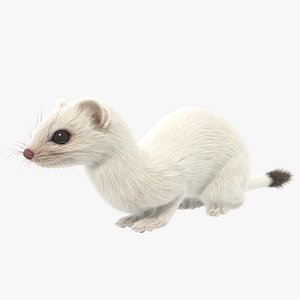 Ermine