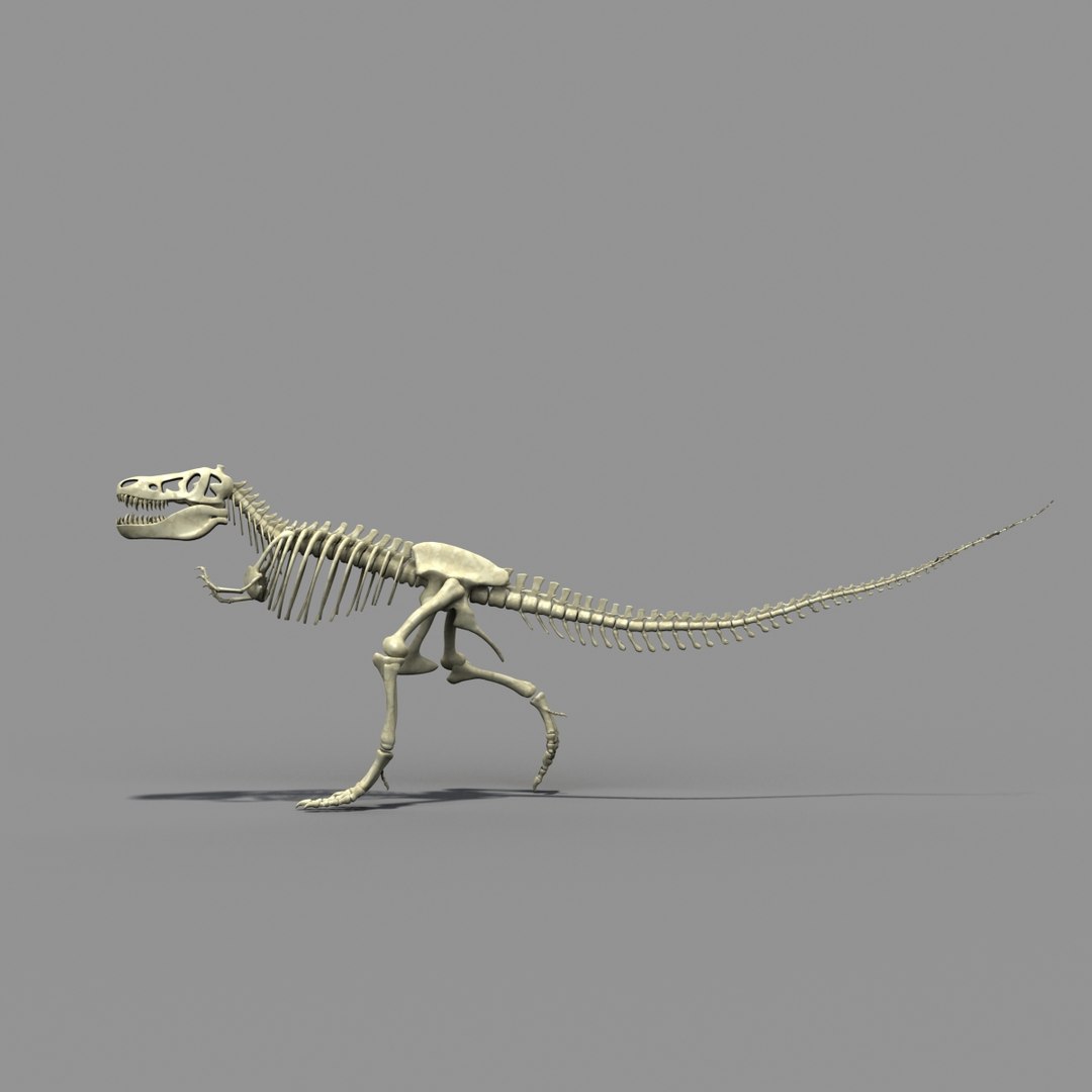 t-rex skeleton 3d model https://p.turbosquid.com/ts-thumb/MP/A2CH34/6tS7YeXV/trex2althd3/jpg/1354236579/1920x1080/fit_q87/8eda505cce398d327f8c15cd0e677309220df3a8/trex2althd3.jpg