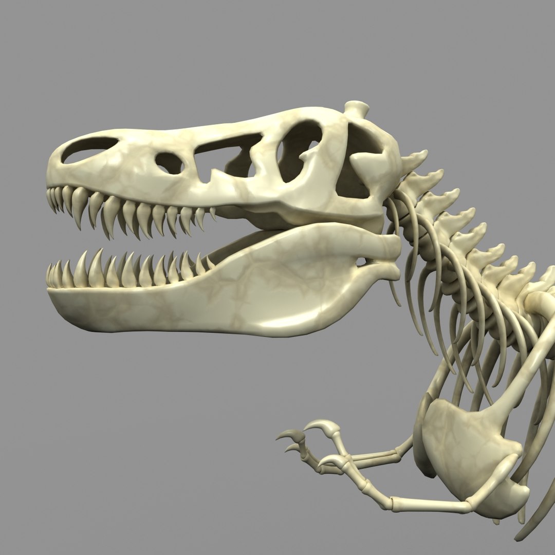 t-rex skeleton 3d model https://p.turbosquid.com/ts-thumb/MP/A2CH34/kimDQeZw/trex1althd4b/jpg/1354237982/1920x1080/fit_q87/5304e75c29f0483915ddccd5e51aa094c44210a8/trex1althd4b.jpg