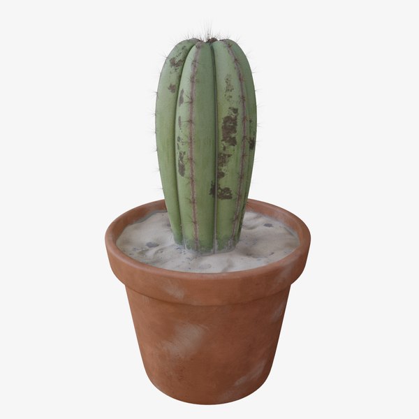 potted cactus 3D model