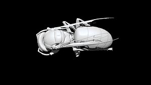 Wasp 3D CT scan model decimate 50 percent model
