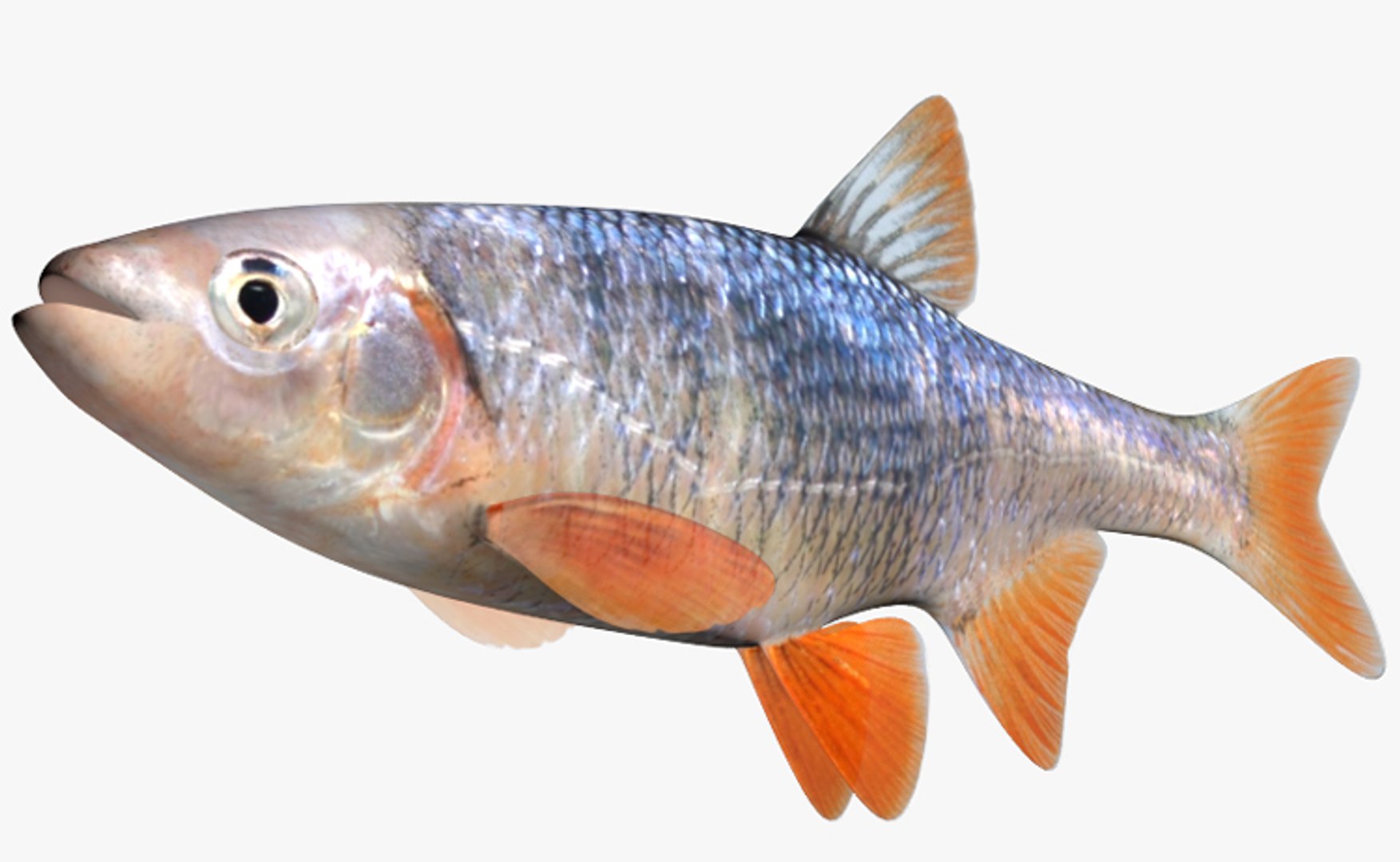 Lythrurus Umbratilis Redfin Shiner 3d Model