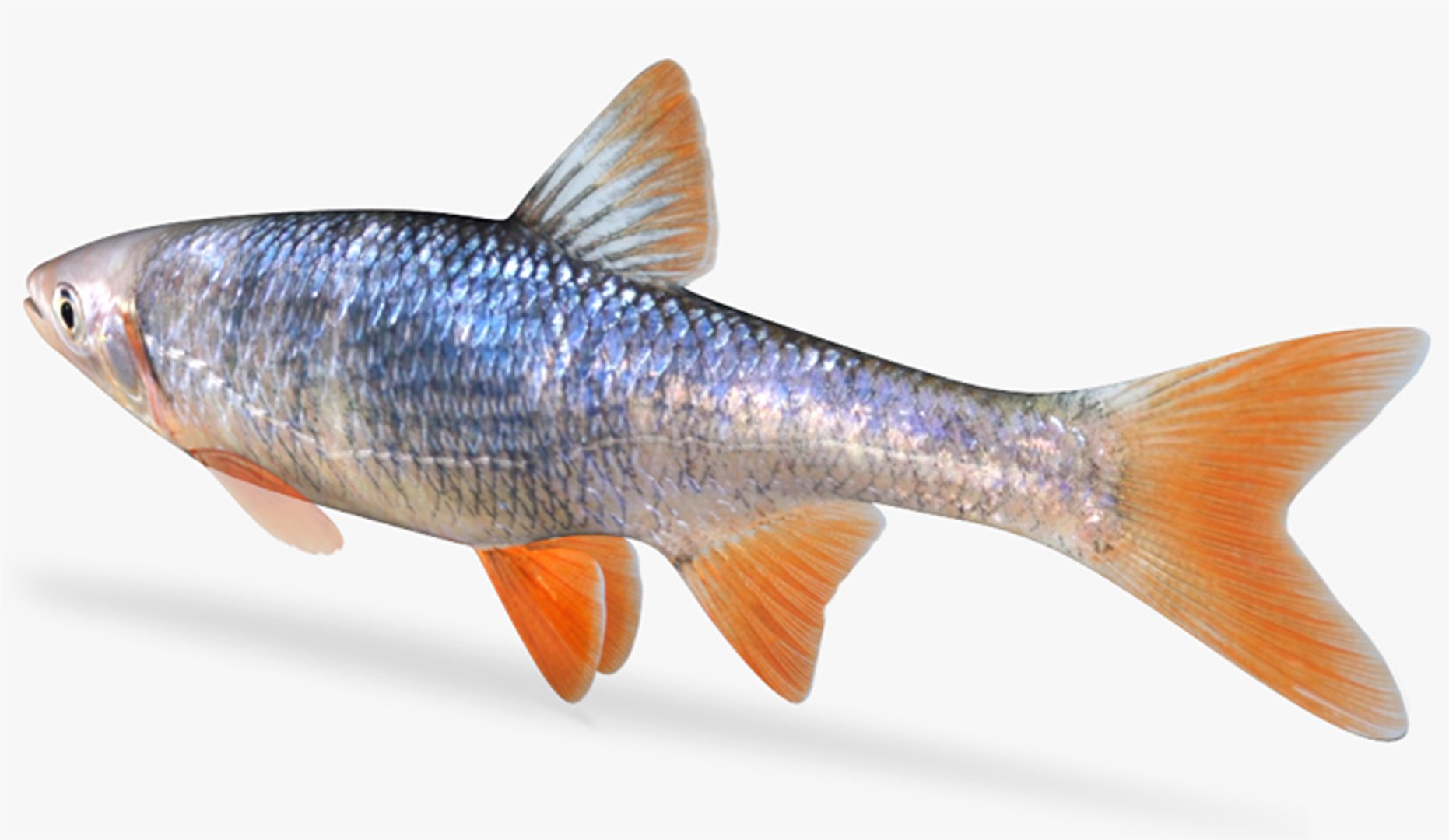 lythrurus umbratilis redfin shiner 3d model