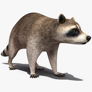 Raccoon Walking Pose model