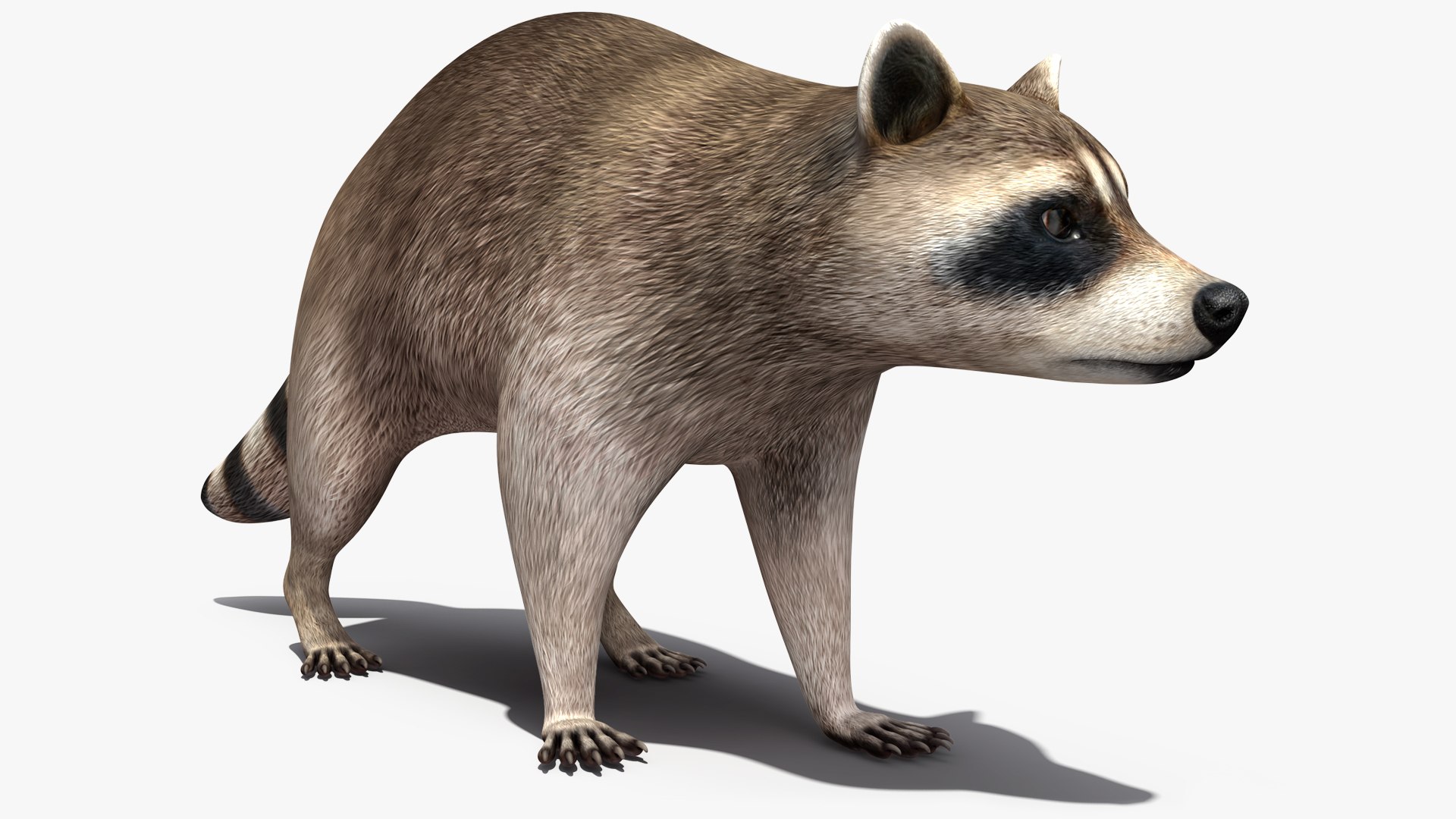 Raccoon Walking Pose 3D model preview