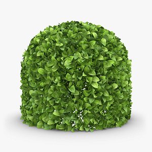 Hedge 04