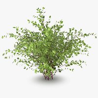 Cornus Alba Sibirica