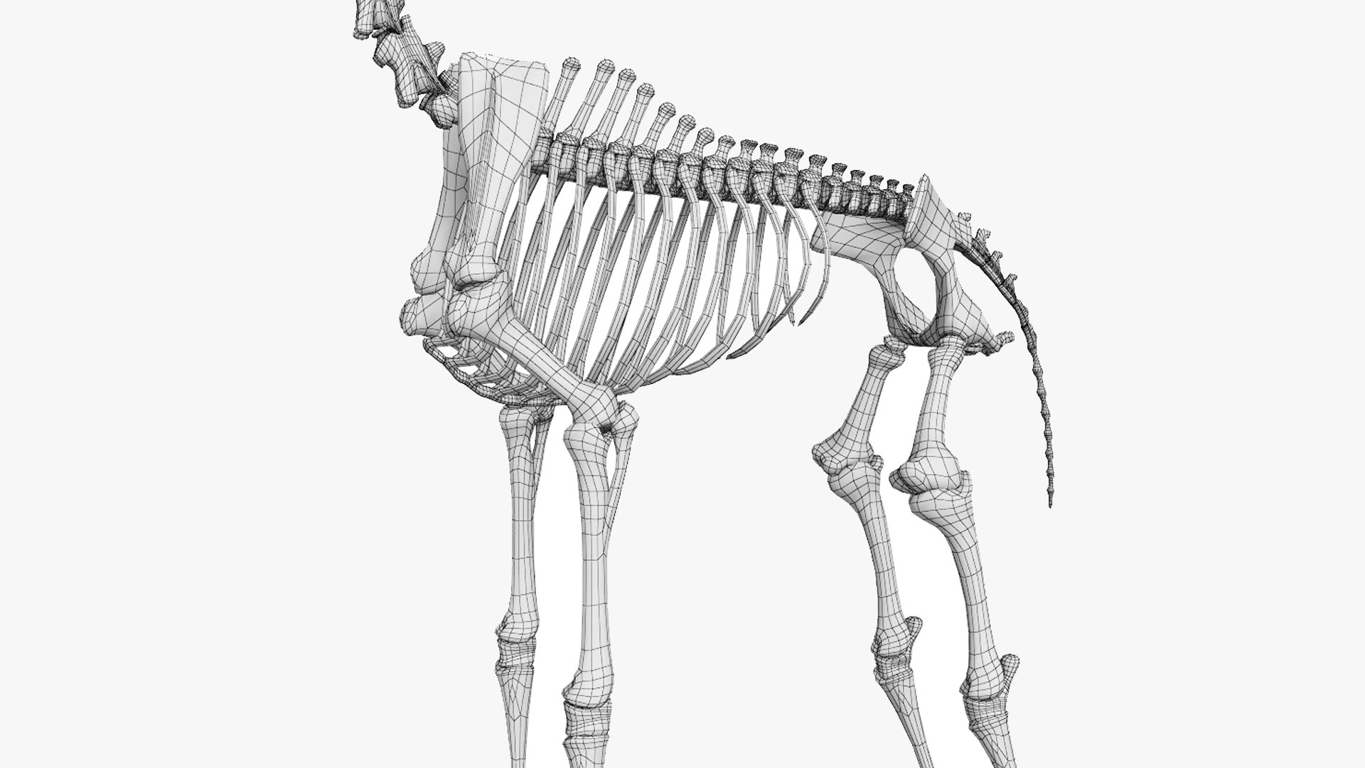 Giraffe Skeleton 3D - TurboSquid 1271632