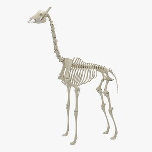 giraffe skeleton 3D