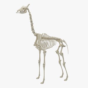Giraffe Skeleton