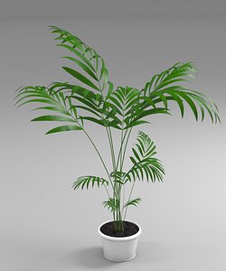 hoveya palm 3D model