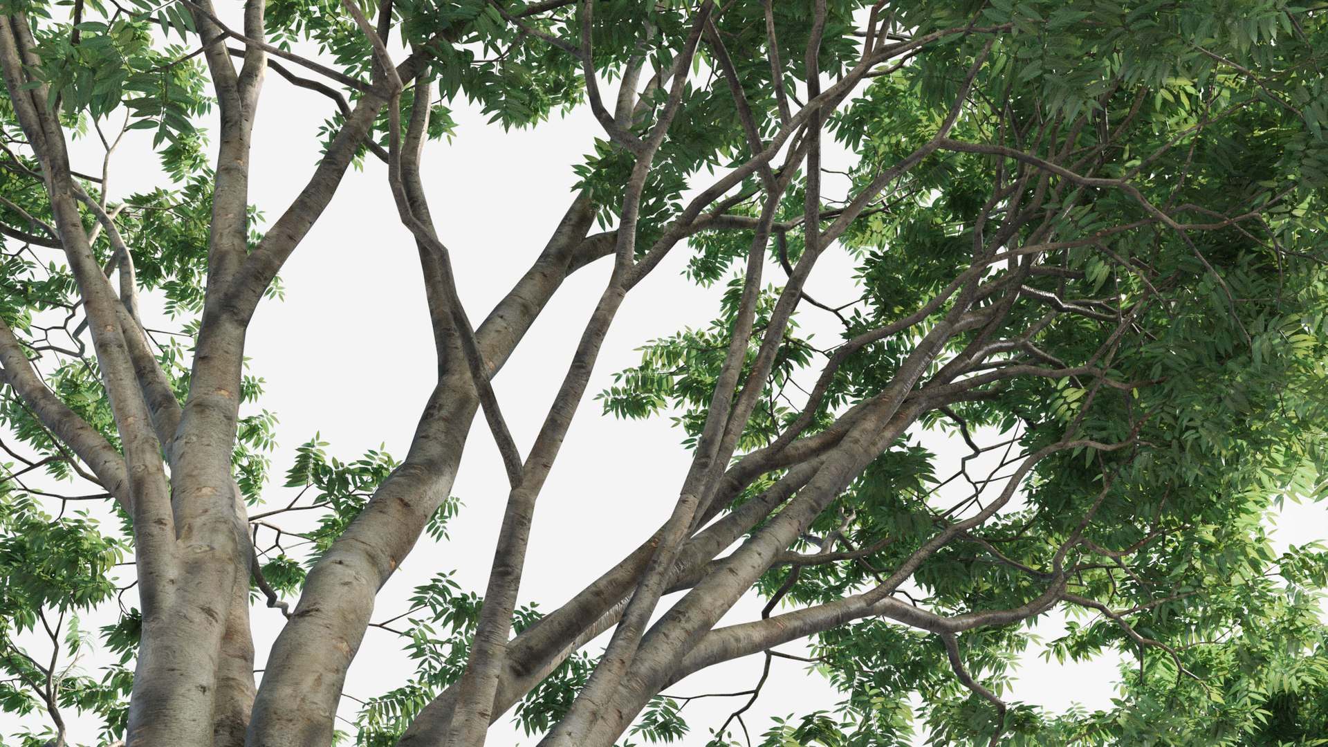 plants pack 2: chinese 3D model https://p.turbosquid.com/ts-thumb/MQ/Mt4ZHQ/5zWhUO00/tree_br9/jpg/1582899012/1920x1080/fit_q87/5c36c34443e663e370547b714e5e282a6fecb8e9/tree_br9.jpg