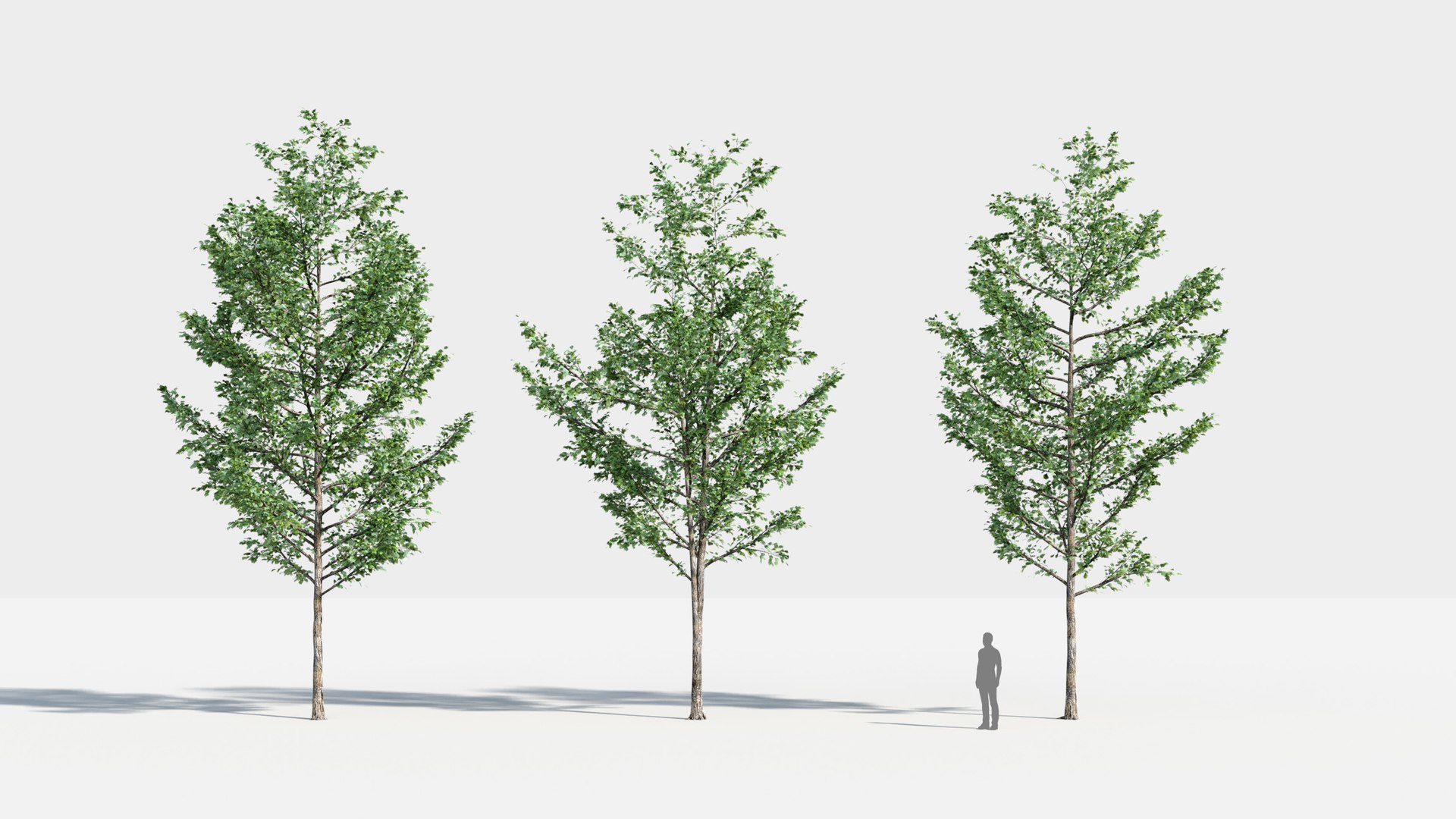 plants pack 2: chinese 3D model https://p.turbosquid.com/ts-thumb/MQ/Mt4ZHQ/TvHvyxmY/tree_br16/jpg/1582899038/1920x1080/fit_q87/263e868d3fdd40701a24f291a1d654d0dcc63f97/tree_br16.jpg