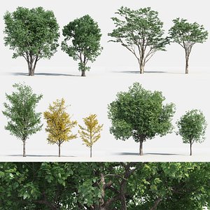 plants pack 2: chinese 3D model
