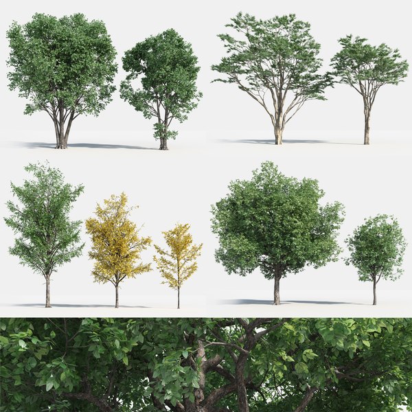 3D deciduous tree - TurboSquid 1295913
