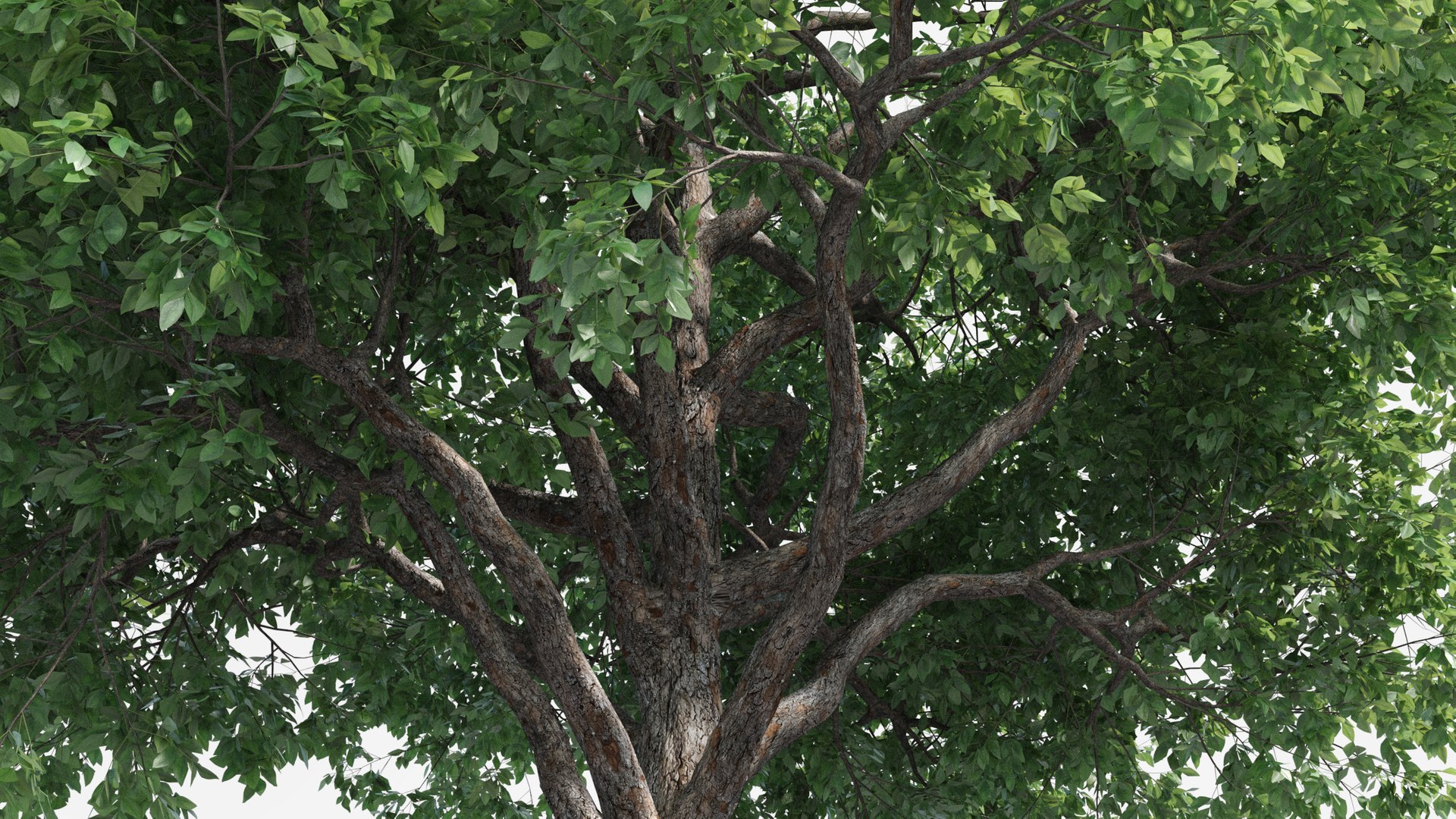 plants pack 2: chinese 3D model https://p.turbosquid.com/ts-thumb/MQ/Mt4ZHQ/ile7ZolQ/tree_br13/jpg/1582899024/1920x1080/fit_q87/8a849fe56b924e649de4707547ab4a61e5db0717/tree_br13.jpg