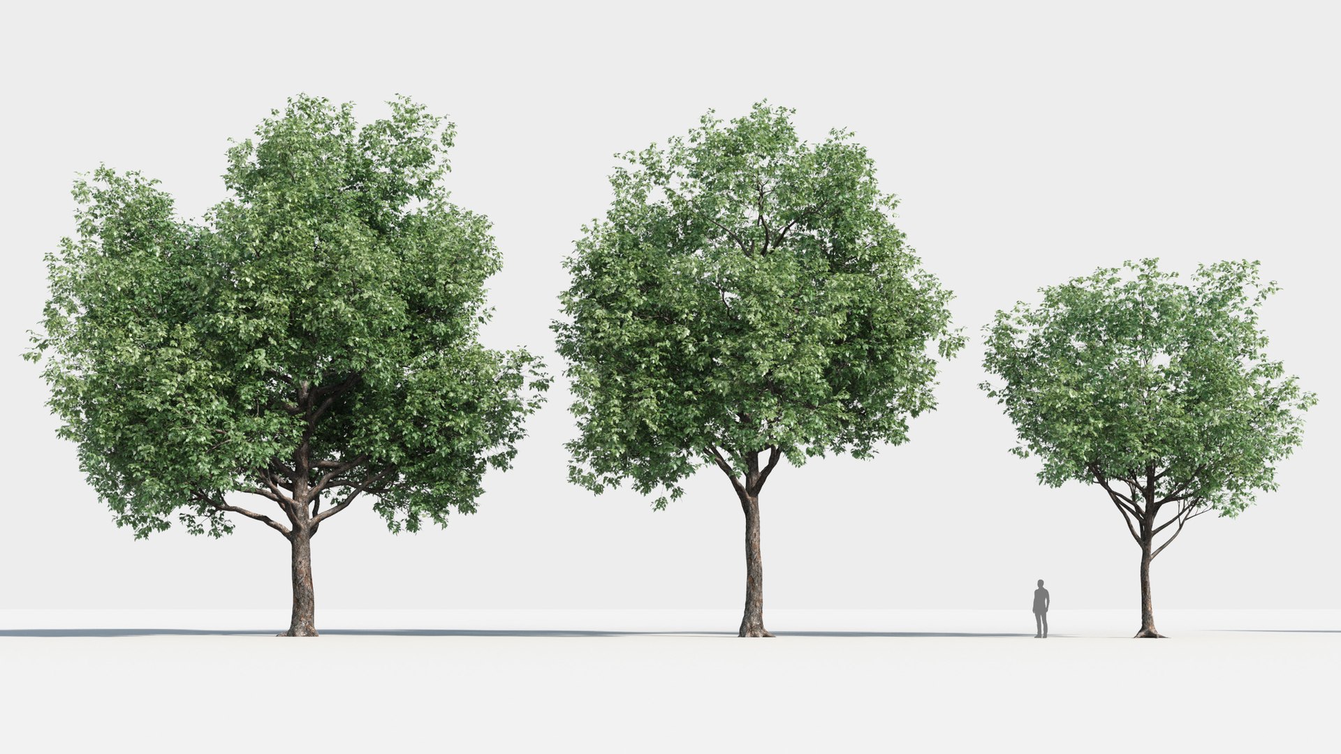 plants pack 2: chinese 3D model https://p.turbosquid.com/ts-thumb/MQ/Mt4ZHQ/yDgIa7rK/tree_br10/jpg/1582899012/1920x1080/fit_q87/3b3405c38f4db995cd0726f7dfee8426717c22eb/tree_br10.jpg