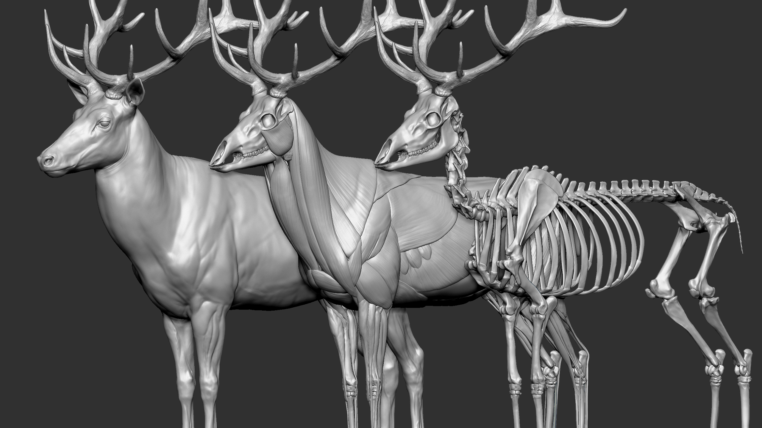 Red Deer Stag Elk VFX MUSCLE SIMULATION 3D - TurboSquid 1752018