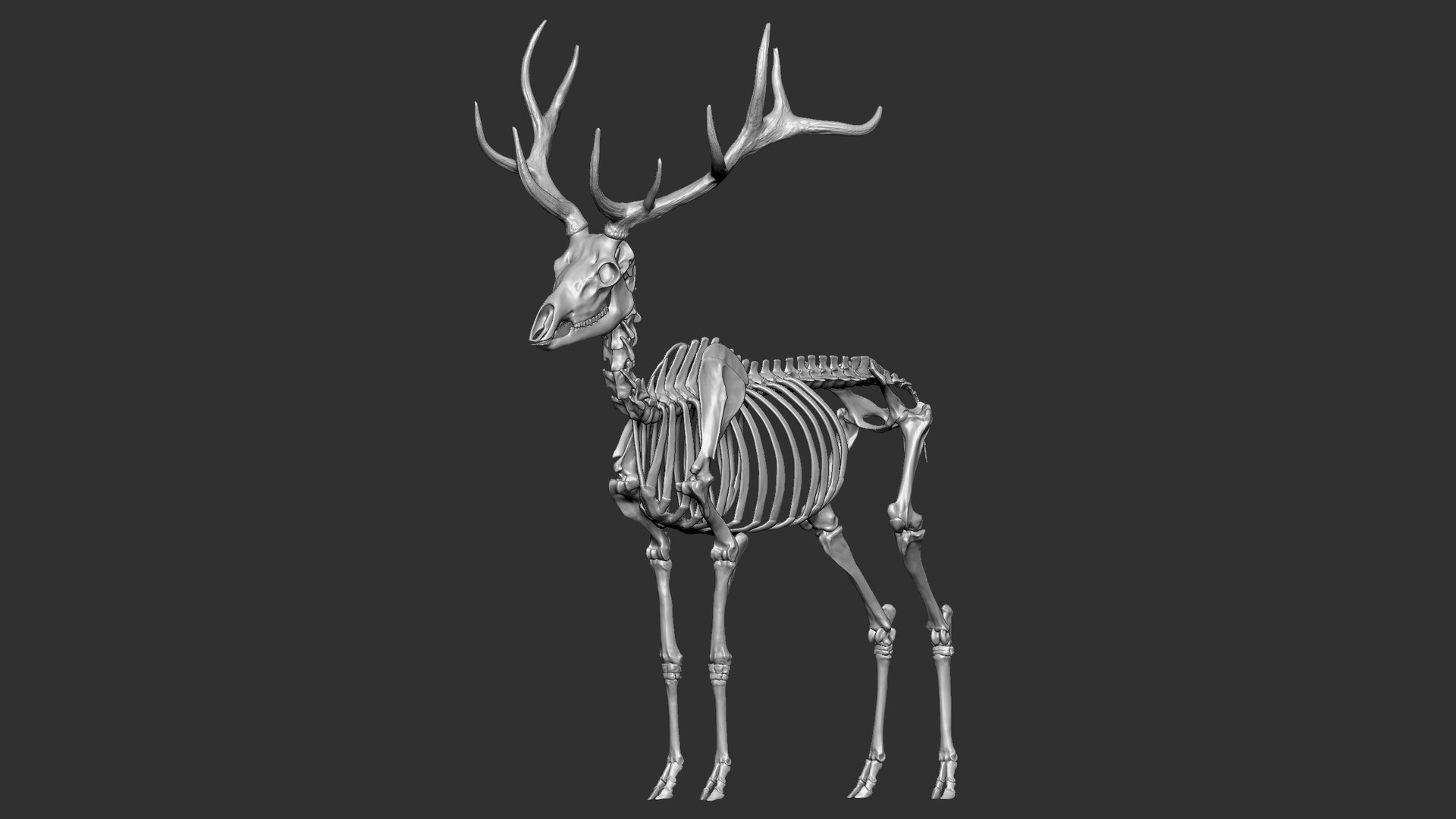 Red Deer Stag Elk VFX MUSCLE SIMULATION 3D https://p.turbosquid.com/ts-thumb/MQ/OL6UZ4/ch/11/jpg/1624823324/1920x1080/fit_q87/30b0a4729c2bb2fac7231d03f091846c2c04803c/11.jpg