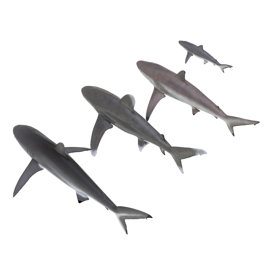 3d model sharks 6 https://p.turbosquid.com/ts-thumb/MQ/PKk83U/0DsDSFGn/sharkscollection3dmodels002/jpg/1452931262/1920x1080/fit_q87/ce437b5c4c664d10d3506773609c9e1ce70c27f5/sharkscollection3dmodels002.jpg