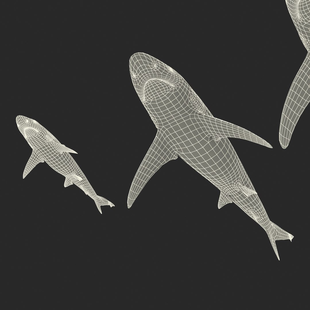 3d model sharks 6 https://p.turbosquid.com/ts-thumb/MQ/PKk83U/0jATE4wC/sharkscollection3dmodels091/jpg/1452931271/1920x1080/fit_q87/e3ce03a178a463472c56d8a821c52602e9c7c747/sharkscollection3dmodels091.jpg