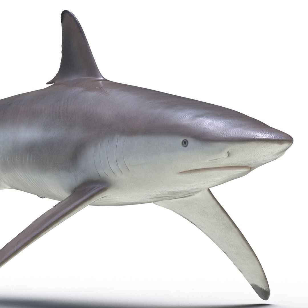 3d model sharks 6 https://p.turbosquid.com/ts-thumb/MQ/PKk83U/1fXMePlF/sharkscollection3dmodels067/jpg/1452931269/1920x1080/fit_q87/7b4e1a6c780ca764457cfa7116598c955091a647/sharkscollection3dmodels067.jpg