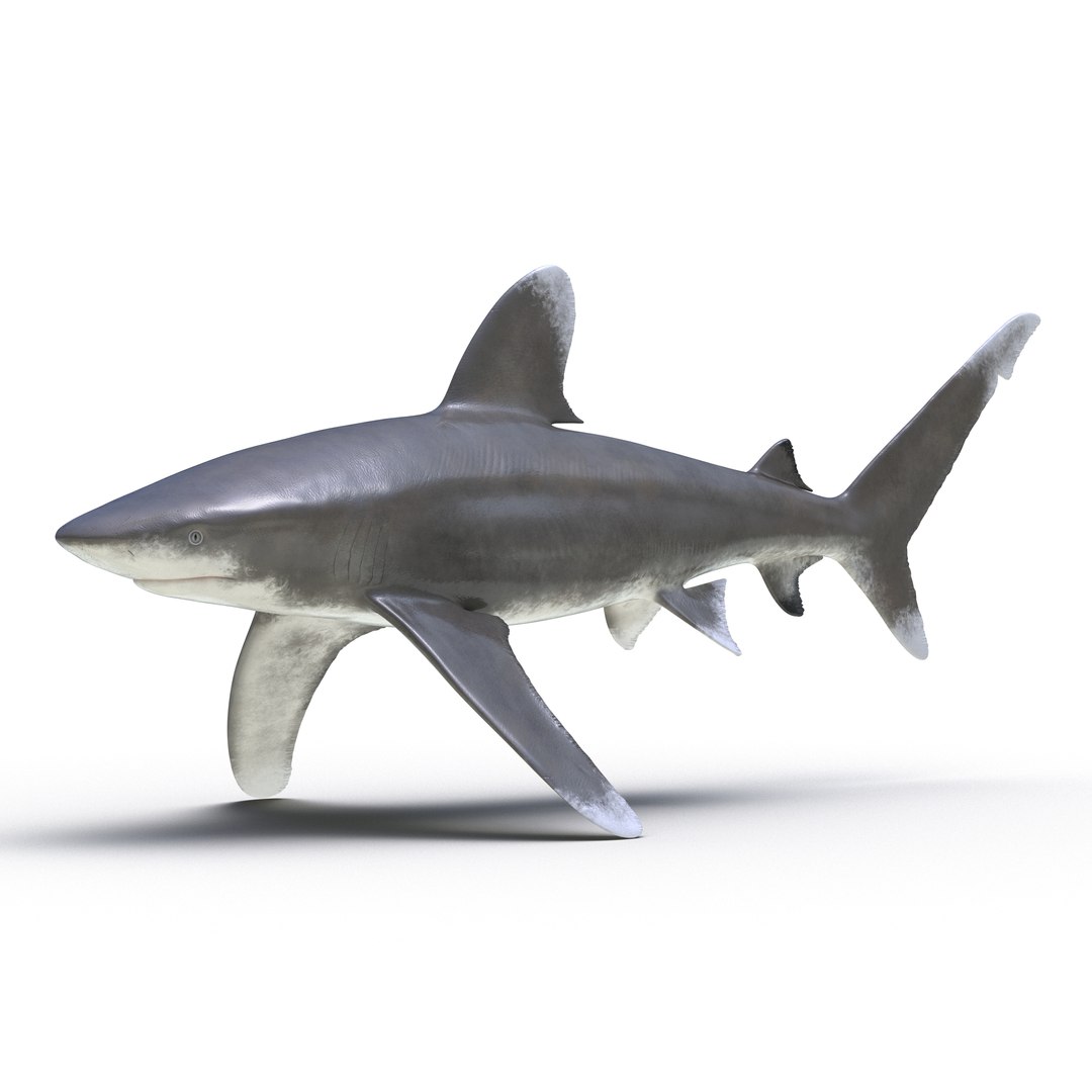 3d model sharks 6 https://p.turbosquid.com/ts-thumb/MQ/PKk83U/36gBHQgF/sharkscollection3dmodels014/jpg/1452931263/1920x1080/fit_q87/b8a9207dbbb2a58fa9d14348fad11d25e376aca1/sharkscollection3dmodels014.jpg